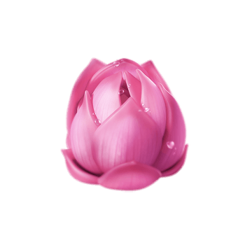 butterfly blossom lotus symbol